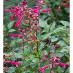 Salvia 'Wendy's Wish' -Garden Bloomy Shop x600 13036