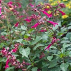 Salvia 'Wendy's Wish' -Garden Bloomy Shop x600 13038
