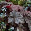 Heuchera 'Obsidian' 2 Heuchera 'Obsidian' -Garden Bloomy Shop x600 13107