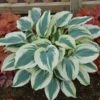 Hosta 'Blue Ivory' -Garden Bloomy Shop x600 13108