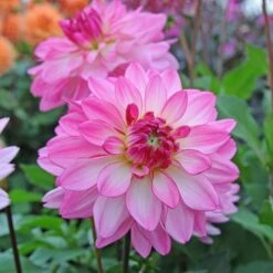 Dahlia 'Sincerity' -Garden Bloomy Shop x600 13157