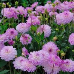 Dahlia 'Mediterrannee' -Garden Bloomy Shop x600 13163