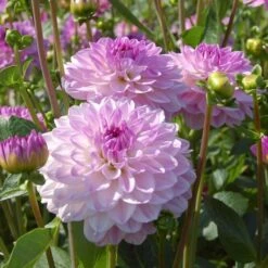 Dahlia 'Mediterrannee' -Garden Bloomy Shop x600 13164