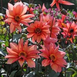 Dahlia 'Waltzing Mathilda' -Garden Bloomy Shop x600 13165