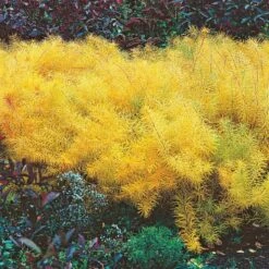 Amsonia Hubrichtii 19 Amsonia Hubrichtii -Garden Bloomy Shop x600 13168