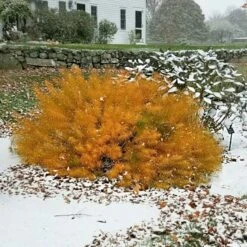 Amsonia Hubrichtii 23 Amsonia Hubrichtii -Garden Bloomy Shop x600 13170