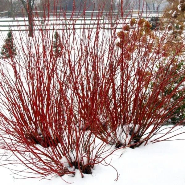 Cornus Stolonifera Arctic Fire® Red 6 Cornus Stolonifera Arctic Fire® Red - Image 4