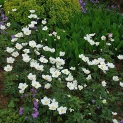 Anemone Sylvestris -Garden Bloomy Shop x600 13210