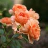 Rose At Last® -Garden Bloomy Shop x600 13232