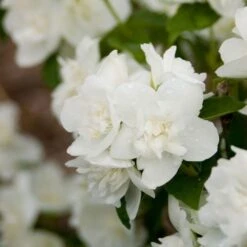 Philadelphus Snow White Sensation® -Garden Bloomy Shop x600 13294
