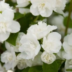 Philadelphus Snow White Sensation® -Garden Bloomy Shop x600 13296