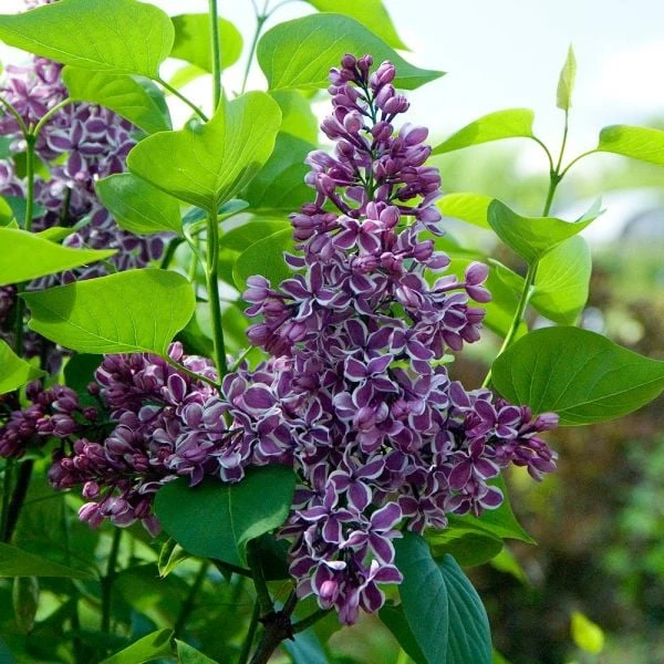 Syringa Vulgaris 'Sensation' 4 Syringa Vulgaris 'Sensation' - Image 2