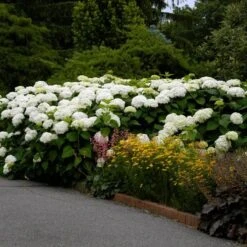 Hydrangea Arborescens 'Annabelle' -Garden Bloomy Shop x600 13320