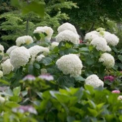 Hydrangea Arborescens Incrediball® -Garden Bloomy Shop x600 13321