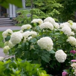 Hydrangea Arborescens Incrediball® -Garden Bloomy Shop x600 13322