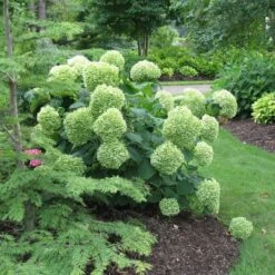 Hydrangea Arborescens Incrediball® -Garden Bloomy Shop x600 13323
