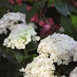 Hydrangea Macrophylla Endless Summer® Blushing Bride® -Garden Bloomy Shop x600 13324