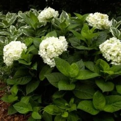 Hydrangea Macrophylla Endless Summer® Blushing Bride® -Garden Bloomy Shop x600 13325