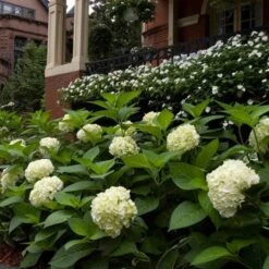 Hydrangea Macrophylla Endless Summer® Blushing Bride® -Garden Bloomy Shop x600 13326