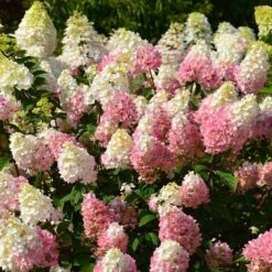 Hydrangea Paniculata Strawberry Sundae® -Garden Bloomy Shop x600 13329