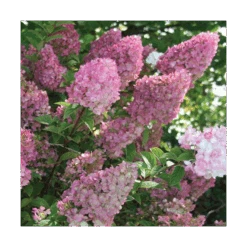 Hydrangea Paniculata Strawberry Sundae® -Garden Bloomy Shop x600 13330