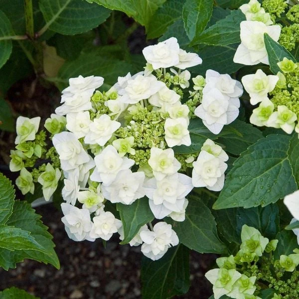 Hydrangea Macrophylla 'Wedding Gown' 5 Hydrangea Macrophylla 'Wedding Gown' - Image 3