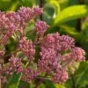 Eupatorium Dubium 'Baby Joe' -Garden Bloomy Shop x600 13335