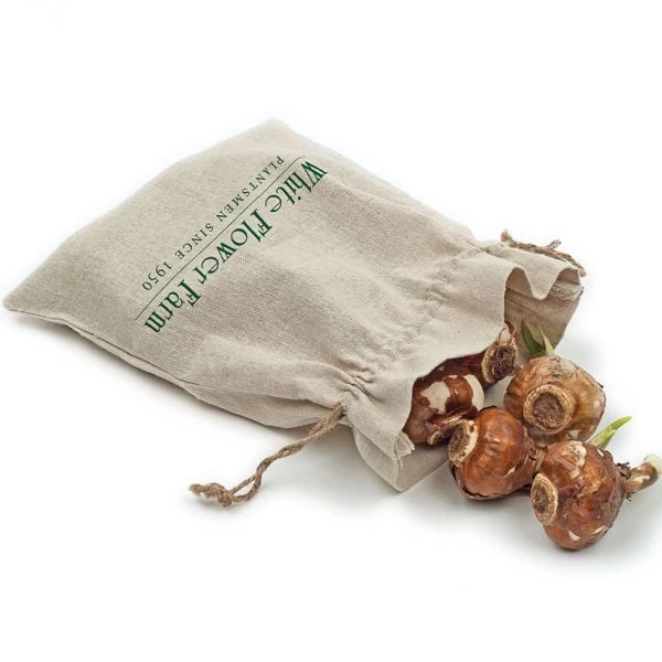 Paperwhites In Linen Bag 4 Paperwhites In Linen Bag - Image 2