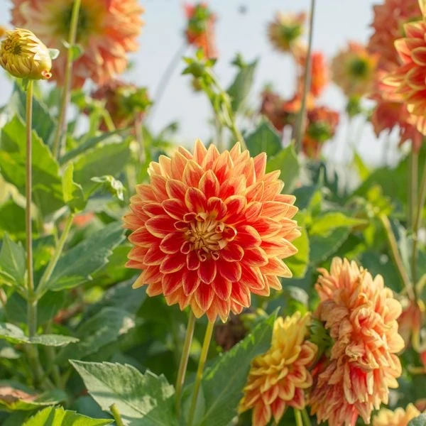 Dahlia 'Sun Explosion' 4 Dahlia 'Sun Explosion' - Image 2