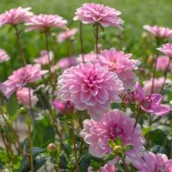 Dahlia 'Pink Perception' -Garden Bloomy Shop x600 13394