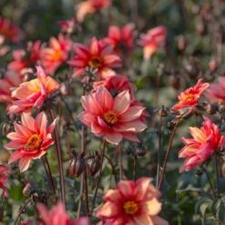 Dahlia 'Waltzing Mathilda' -Garden Bloomy Shop x600 13398