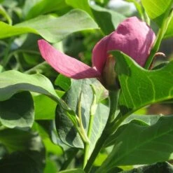 Magnolia 'Genie' -Garden Bloomy Shop x600 13433