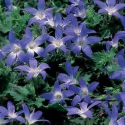 Campanula Poscharskyana 'Blue Gown' 6 Campanula Poscharskyana 'Blue Gown' -Garden Bloomy Shop x600 13470