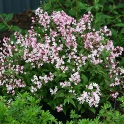 Deutzia Yuki Cherry Blossom® 8 Deutzia Yuki Cherry Blossom® -Garden Bloomy Shop x600 13482