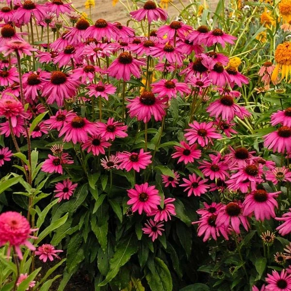 Echinacea Butterfly™ 'Purple Emperor' 3 Echinacea Butterfly™ 'Purple Emperor'
