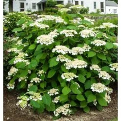 Hydrangea Arborescens 'Haas' Halo' -Garden Bloomy Shop x600 13539