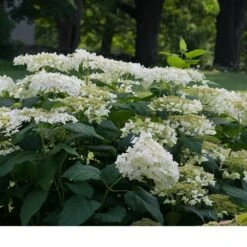 Hydrangea Arborescens 'Haas' Halo' -Garden Bloomy Shop x600 13541