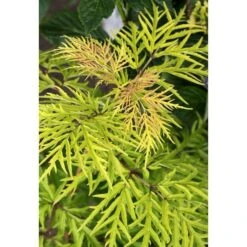 Sambucus Racemosa Lemony Lace® -Garden Bloomy Shop x600 13579