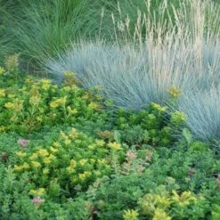 Sedum Tile® Color Splash -Garden Bloomy Shop x600 13583