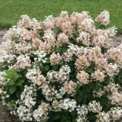 Hydrangea Paniculata Little Quick Fire® -Garden Bloomy Shop x600 13606