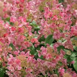 Hydrangea Paniculata Little Quick Fire® -Garden Bloomy Shop x600 13607