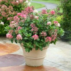 Hydrangea Paniculata Little Quick Fire® -Garden Bloomy Shop x600 13608