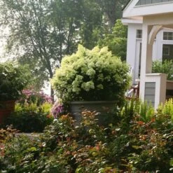 Hydrangea Paniculata Bobo® -Garden Bloomy Shop x600 13629