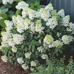 Hydrangea Paniculata Bobo® -Garden Bloomy Shop x600 13631