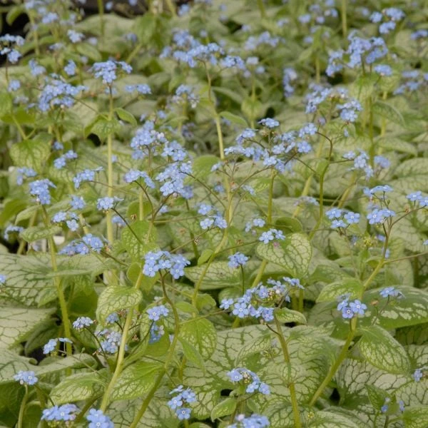 Brunnera Macrophylla 'Jack Frost' 3 Brunnera Macrophylla 'Jack Frost'