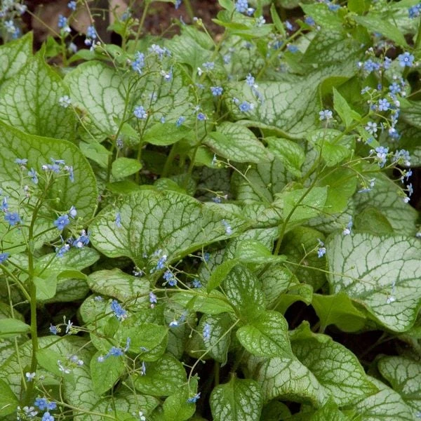 Brunnera Macrophylla 'Jack Frost' 5 Brunnera Macrophylla 'Jack Frost' - Image 3