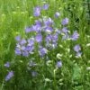 Campanula Persicifolia 'Telham Beauty' -Garden Bloomy Shop x600 13693