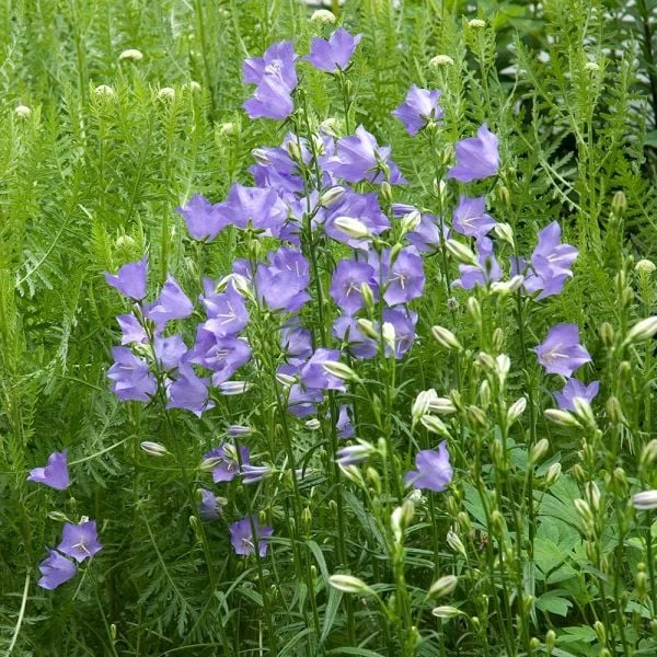 Campanula Persicifolia 'Telham Beauty' 3 Campanula Persicifolia 'Telham Beauty'