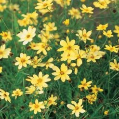 Coreopsis Verticillata 'Moonbeam' -Garden Bloomy Shop x600 13709