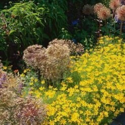 Coreopsis Verticillata 'Zagreb' -Garden Bloomy Shop x600 13710
